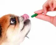 uso-de-remedios-humano-em-animais (2)