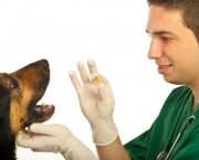 uso-de-remedios-humano-em-animais (6)