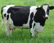 Vaca (2)