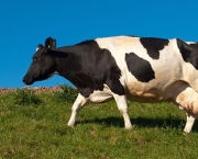 Vaca (3)