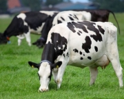 Vaca Leiteira (1)
