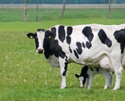 Vaca Leiteira (2)