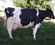Vaca Leiteira (3)