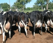 Vaca Leiteira (4)