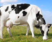 Vaca Leiteira (6)