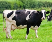 Vaca Leiteira (7)