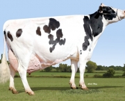 Vaca Leiteira (8)