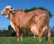 Vaca Leiteira (10)