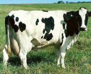 Vaca Leiteira (11)