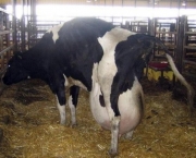Vaca Leiteira (12)
