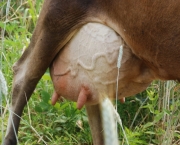 Vaca Leiteira (13)