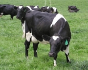 Vaca Leiteira (14)