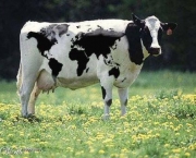 Vaca Leiteira (15)