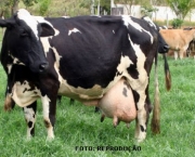 Vaca Leiteira (16)