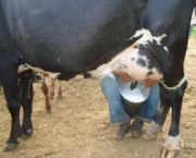 Vaca Leiteira (17)