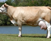 Vaca Leiteira (18)