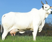 Vaca Nelore (1)