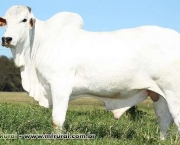 Vaca Nelore (2)