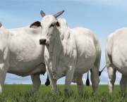 Vaca Nelore (3)