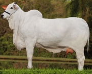 Vaca Nelore (4)