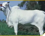 Vaca Nelore (5)