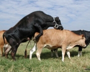 Vaca No Cio (2)