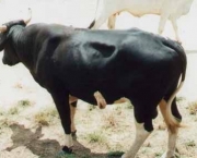 Vaca No Cio (4)