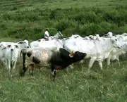 Vaca No Cio (5)