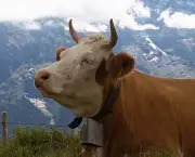 vaca-no-cio-5