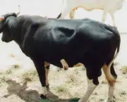 vaca-no-cio-12