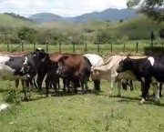 Vaca No Cio (14)