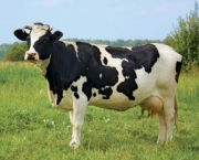 Vaca No Cio (15)