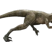 Velociraptor (4)
