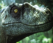Velociraptor (5)
