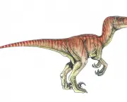 Velociraptor (10)