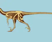Velociraptor (9)