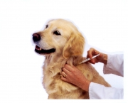 dog_being_vaccinated