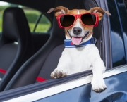 dog window car