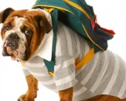 bulldog-backpack