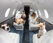 Viajar De Avião Com o Animal De Estimação (1)
