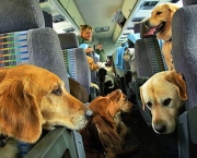 Viajar De Avião Com o Animal De Estimação (2)