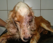 07/05/2012. Credito: Carolina Braga/Esp DP/D.A Press. Veterinario Allyson de Sa e o cachorro Betoven para materia sobre maus tratos de animais.