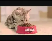 whiskas-filhote (1)