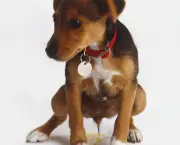 urinating-puppy