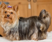 pedigree-yorkshire-terrier-for-stud-cheshire-52cc1a6b88bef