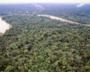 Zonas de Combate na Floresta Amazonica (1).jpg