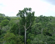 Zonas de Combate na Floresta Amazonica (2).jpg