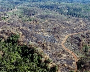 Zonas de Combate na Floresta Amazonica (3).jpg