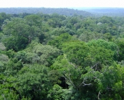 Zonas de Combate na Floresta Amazonica (4).jpg