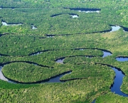 Zonas de Combate na Floresta Amazonica (5).jpg